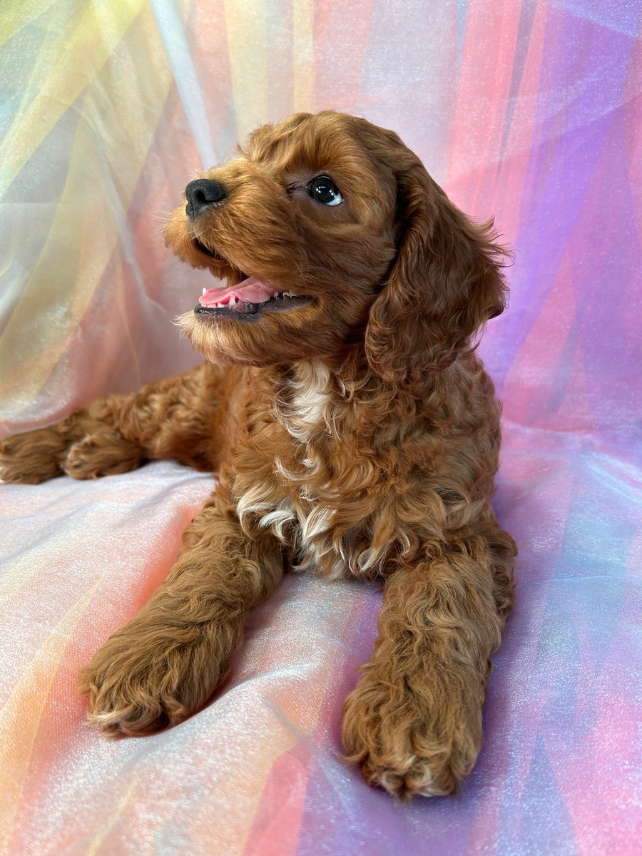 Female Cockapoo Puppy for Sale in Iowa DOB 5-21-2023 $1200